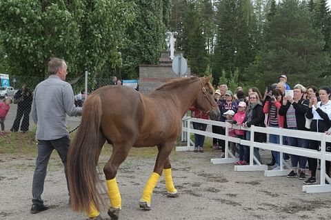 Tämä hevonen osaa ottaa yleisönsä. Kari Ahokas ja Viesker. Kuva: Anna Karhila.