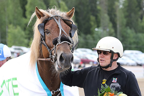 Sakari Tikkasen 10-vuotias Manin Muisto on voittanut uransa 35 kilpailusta kymmenen.