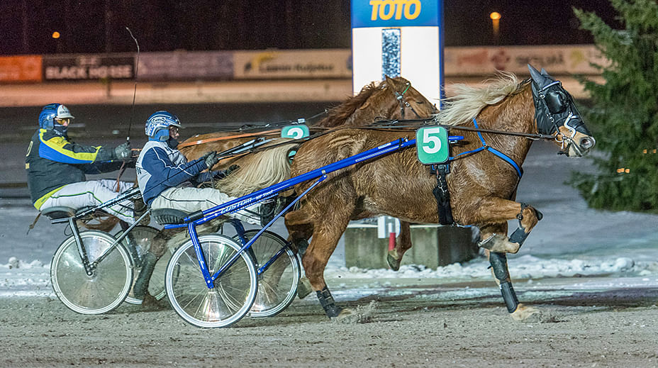 Viime joulukuussa Anu Suutarin kasvattama ja omistama Hujake on voittanut ennenkin Mikkelissä.