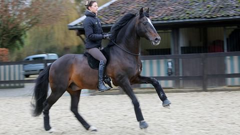 Ykkösvaihdot ilman suitsia, satulaa ja kannuksia.  Alizée Froment ja se kaikkein rakkain hevonen, lusitano-ori Mistral de Coussoul.