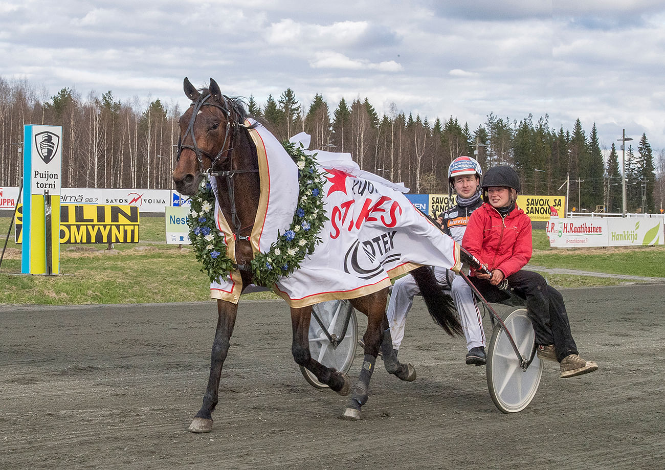 Next Direction on ehtinyt urallaan paljon. Kuopio Stakesin nelivuotiaana voittanut ja lauantaina Göteborgissa juokseva tähtiravuri on voittanut Pohjois-Savon Kasvattaja-ajon vuosina 2016 ja 2017. Kuva: Juhani Hynynen.