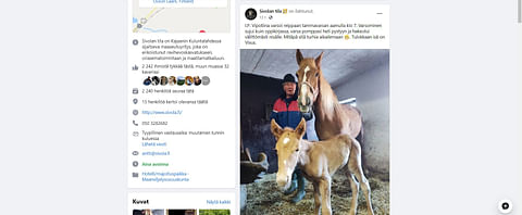 Iloiset varsomisuutiset ovat tavoittaneet jo huikean määrän hevosharrastajia Facebookissa. Kuvassa Sivolan tilan postaus I.P. Vipotiinan torstaina syntyneestä tammavarsasta.