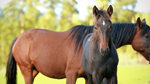 Tunnistusvyyhti koski yli 80 väärin tunnistettua varsaa vuosina 2012–2017. Kuvan hevoset eivät liity tapaukseen.