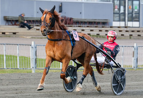 Antti Ojanperän tallista juoksee Seinäjoen kuninkuusraveissa 8 hevosta. "Mieluusti Raggarinkin olisi mukaan ottanut. se on huippukunnossa."