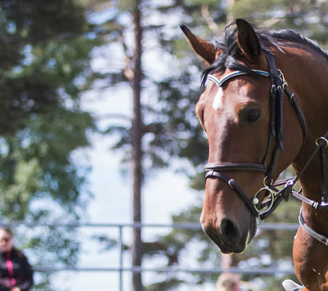 Kanick vd Vosberg -hevosen marraskuussa oikeuteen menevä kauppa-asia oli toukokuussa valmistelussa, jossa osapuolet eivät löytäneet sovintoa. Tilanne eskaloitui lopulta kirjeeseen, jonka hevosen ostanut Tarja Kallio lähetti mediaan ja SRL:lle.