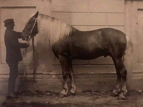 Muistetaan suomenhevosen päivänä, mihin suomenhevonen on jalostettu. Vanhan valokuva-albumin kuvassa Siivo, entinen ruununori, 1800-1900 -lukujen vaihteesta.