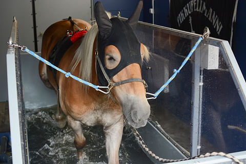 Vesikävelystä apua treeniin ja toipumiseen - Houttu: "Pitäisi olla selkeästi mielessä, miksi minä laitan hevosen sinne"