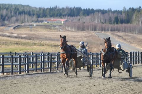 Katja Melkolla on Julmyrassa valmennuksessaan noin 40 hevosta. Myös Reijo Liljendahl valmentaa hevosiaan Julmyrassa.