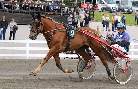 Tähen Toivomus oli tärkeä hevonen myös ohjastajalleen Henri Bollströmille. Valjakko voitti kaksi osamatkaa ja kuninkuuden viime vuonna Lahdessa. Kuva: Anu Leppänen