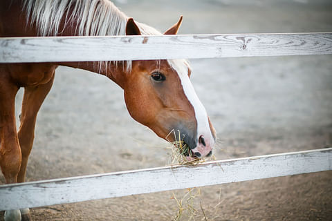 Nykyajan hevoset ovat usein hiekkatarhoissa.