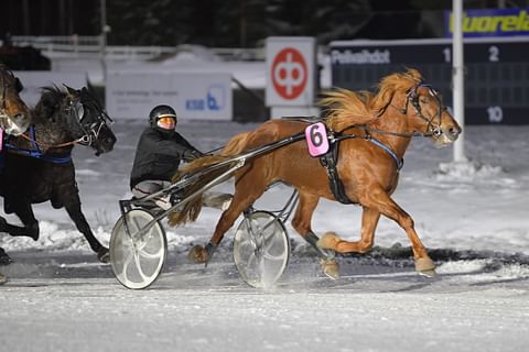 Koveri on menestynyt hyvin Ahti Antti-Roiko ajamana. Kuva hevosen voittostartista Kuopiosta 26.12.2020. 