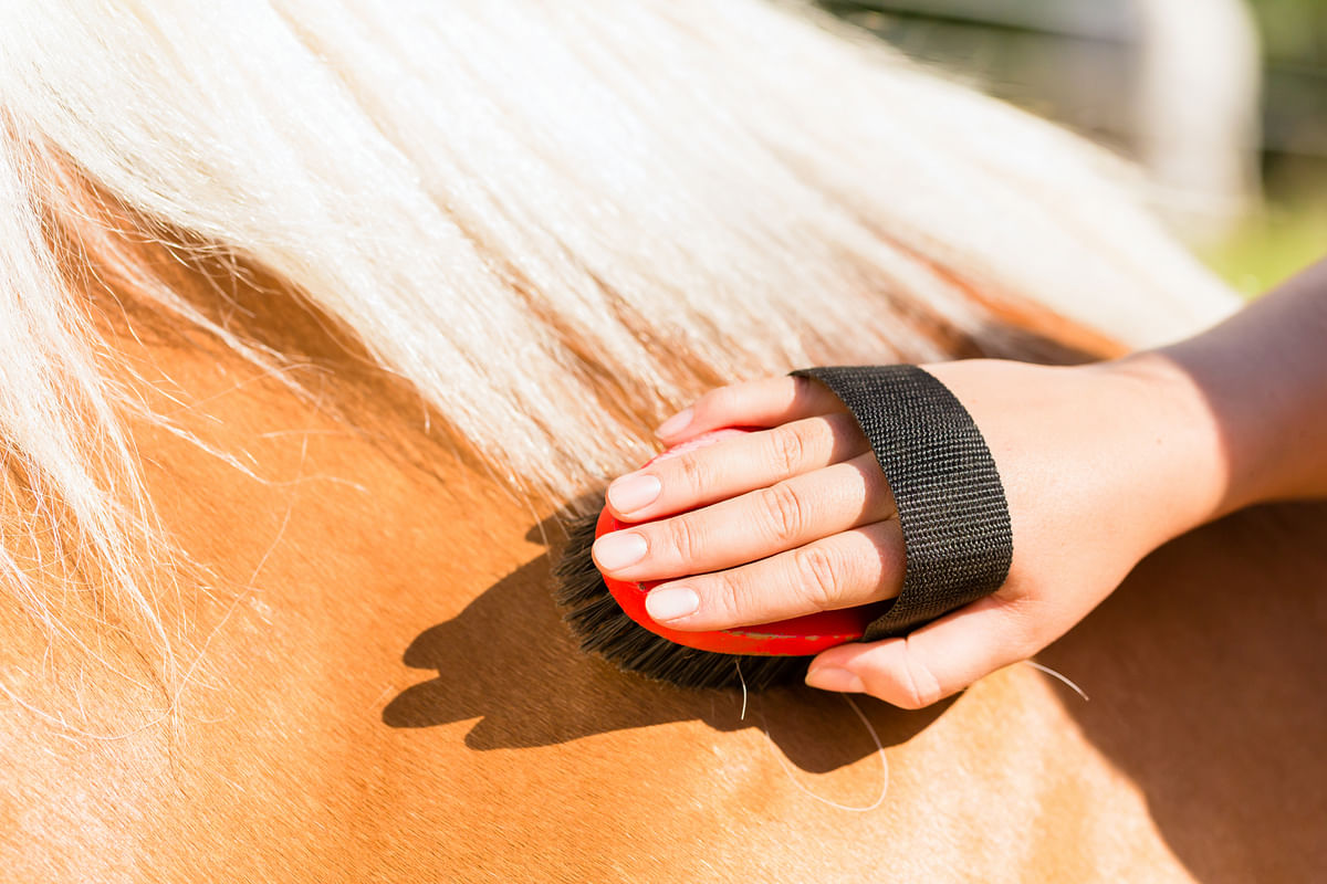 Eläinten hyvinvoinnin mittareita sovitetaan nyt hevosille.