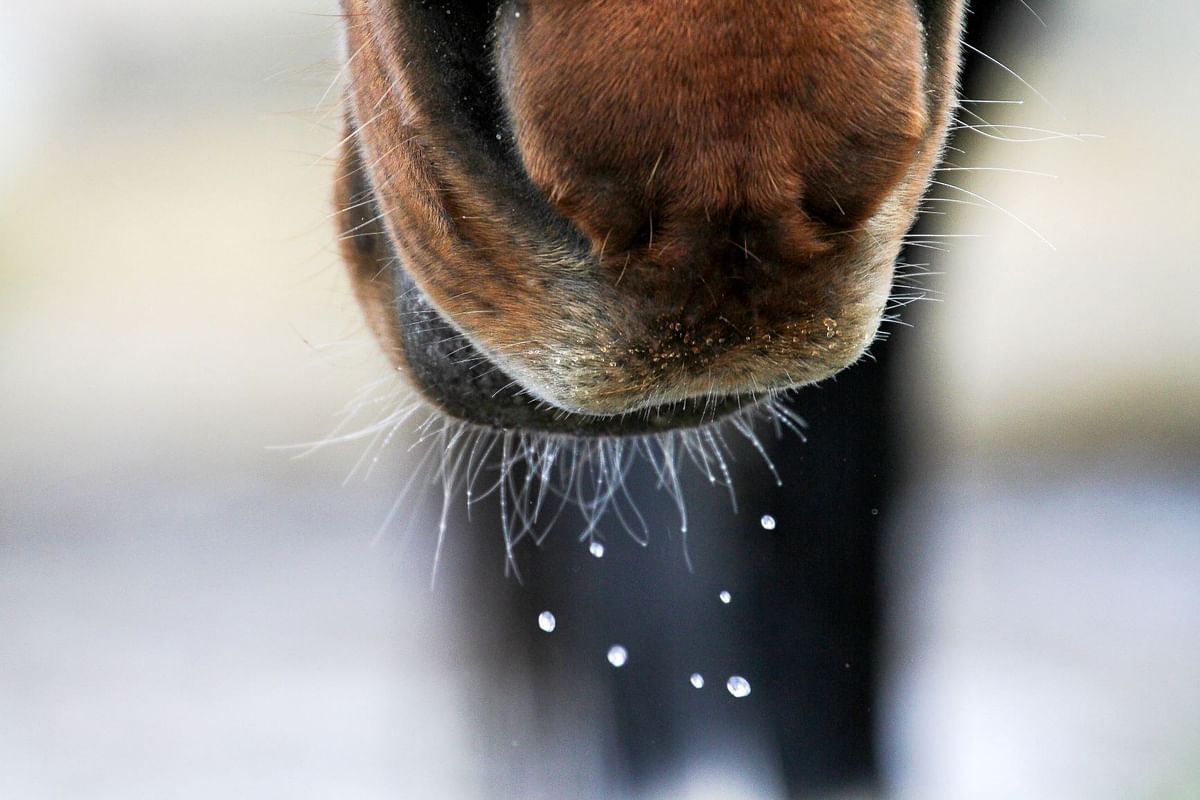 Hevonen tarvitsee kymmeniä litroja vettä – silti moni hevonen ei juo tarpeeksi