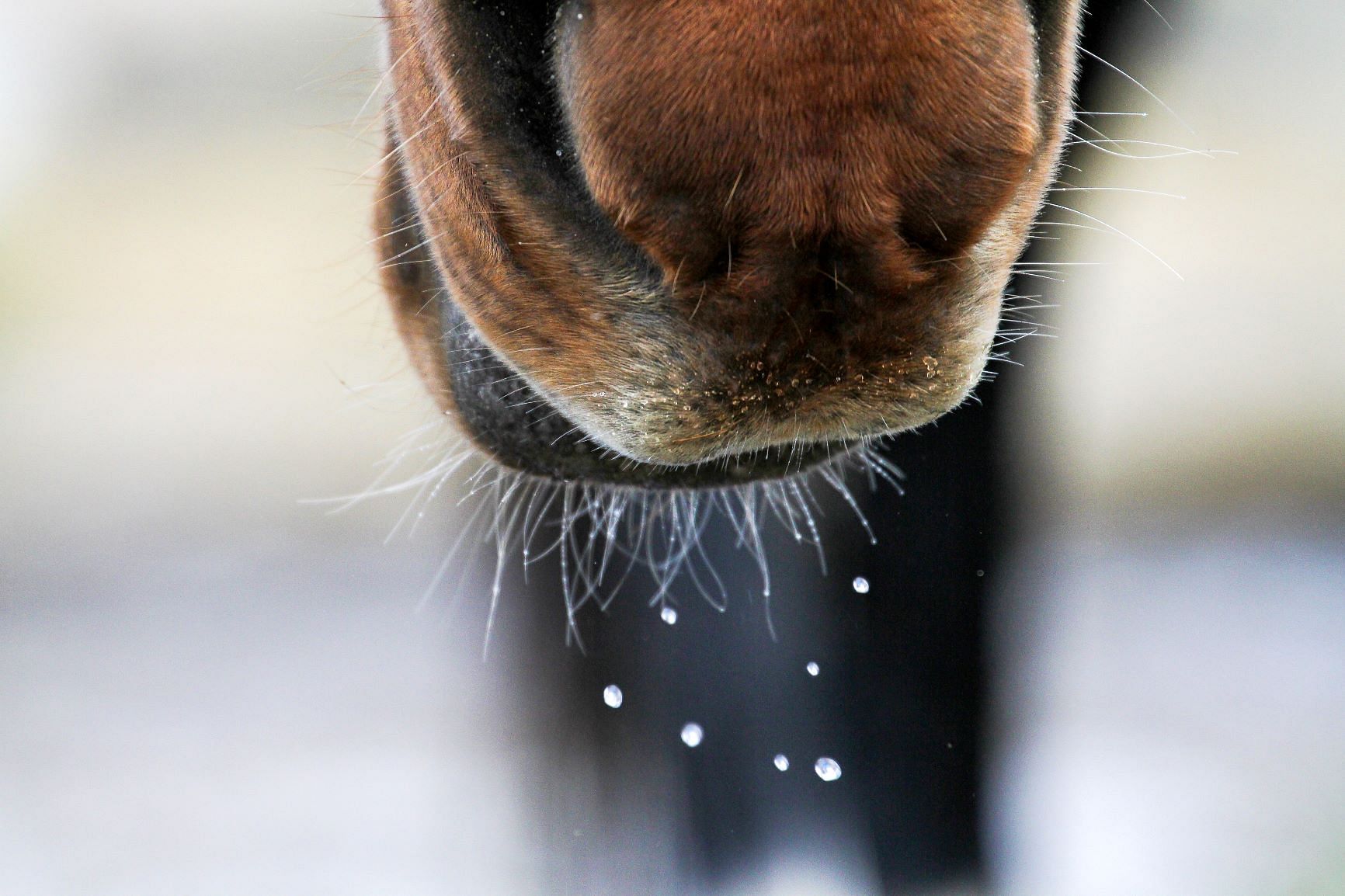 Vesi on hevosen tärkein ravintoaine. Joutilaan aikuisen hevosen minimitarve päivässä on 5 litraa vettä per 100 kiloa elopainoa. Kuva: Anu Leppänen