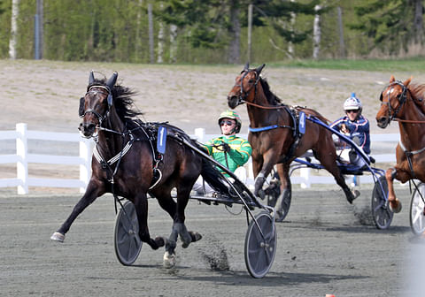 An-Dorra juoksi Stakesin karsintavoiton tuloksella 12,5a, joka jää kymmenyksen nelivuotiaan ennätyksestä. Kuva: Anu Leppänen.