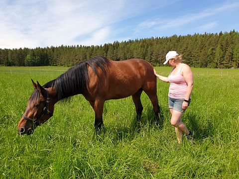 Tallimestari Petra Kiuru tarkastaa Mascate Matchin ja kaikkien muiden Qvidjassa laiduntavien hevosten kunnon vähintään kerran päivässä.  Qvidjan laidunten pitkä ruoho sitoo hiiltä tehokkaasti. 