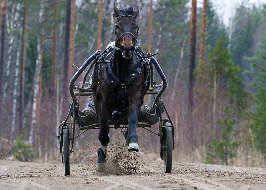 Hevosurheilun Toto5-ideavihje Joensuu: Ohi rivin pankista