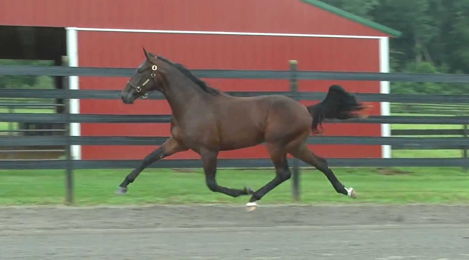 Lexington Selected Yearling Sale 2024 India Roda Rosette