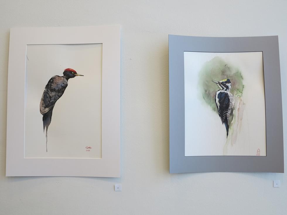 Kolin luontokeskus Ukon talvinäyttelyssä on esillä Mariana Nordgrenin lintuakvarelleja.