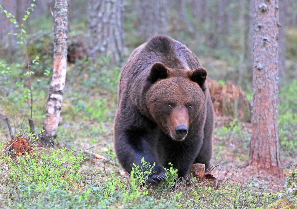 Karhunmetsästykseen haetaan nyt linjausta korkeimmasta hallinto-oikeudesta.