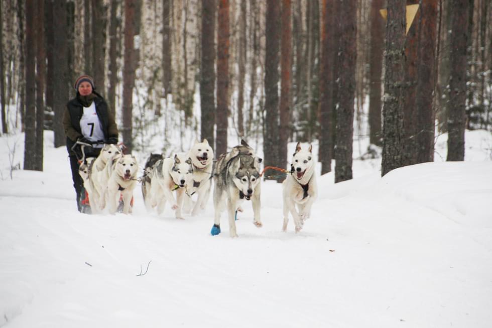 Mira Pietikäinen osallistui koiravaljakollaan Ruunaa Race -kisaan.