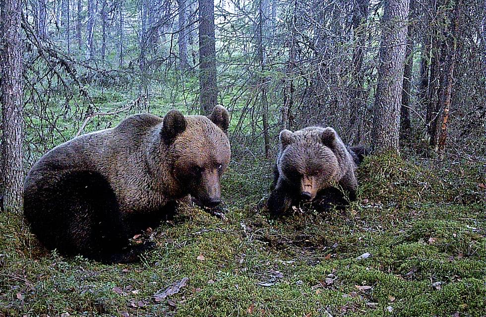 Karhu on Euroopan suurin petoeläin.