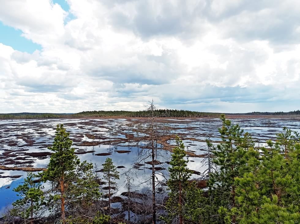 Pohjois-Karjalan biosfäärialue koostuu luonnonsuojelualueista ja niitä ympäröivistä yhteistoiminta-alueista. Kuvassa Patvinsuo.