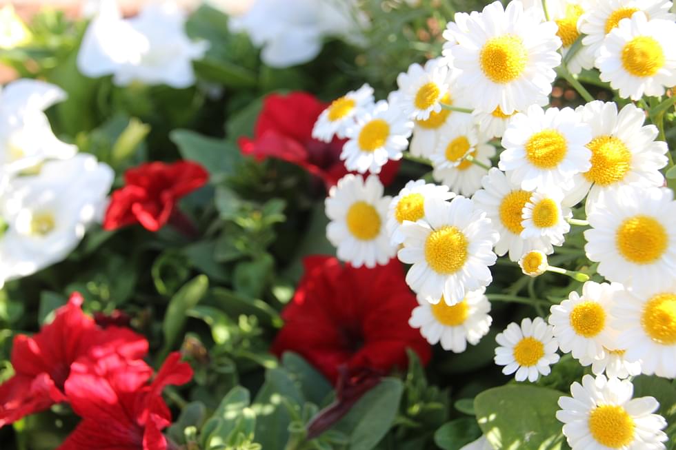 Kaupungin kukkaistutuksissa on juhlavuonna muun muassa valkoista markettaa sekä punaista ja valkoista petuniaa.