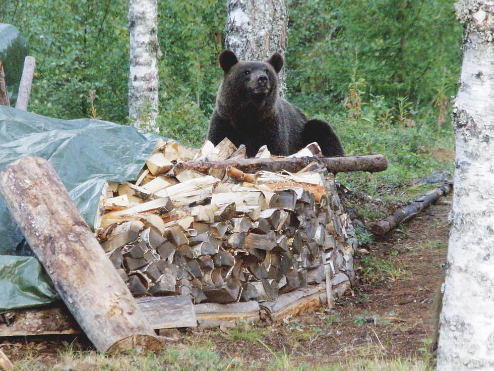 Karhukanta on niin suuri, ettei ainoastaan vahinkoa tai turvallisuusuhkaa aiheuttavien yksilöiden poistamisella voida hallita ongelmia, vaan karhukantaa pitää säädellä kannanhoidollisella metsästyksellä. 