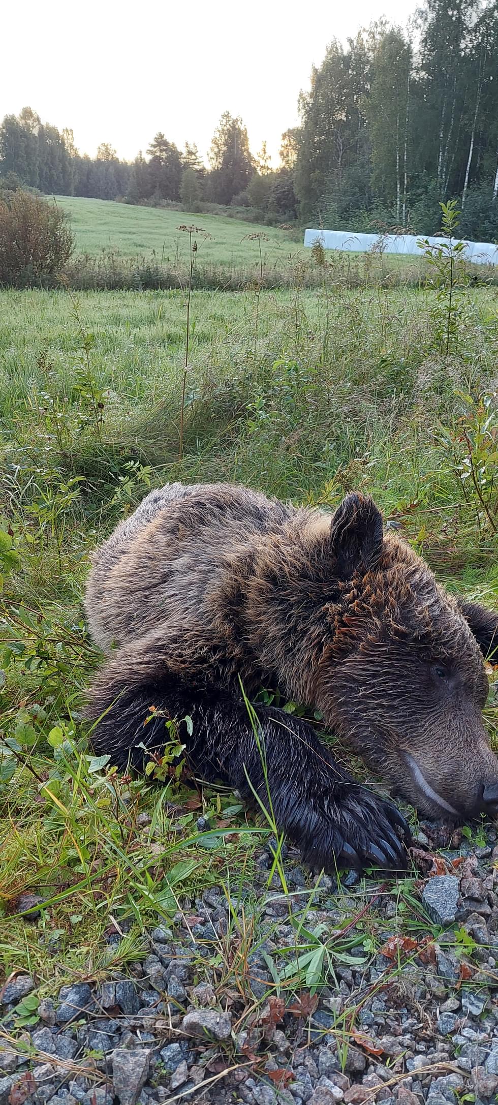 Vuonislahdessa kaadettiin karhu varhain sunnuntaiaamuna.