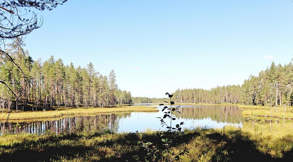 Yhdistämällä Karhunpolkuun järven toisella puolella kulkevan polun, saa Pitkäjärven kiertävän rengasreitin.