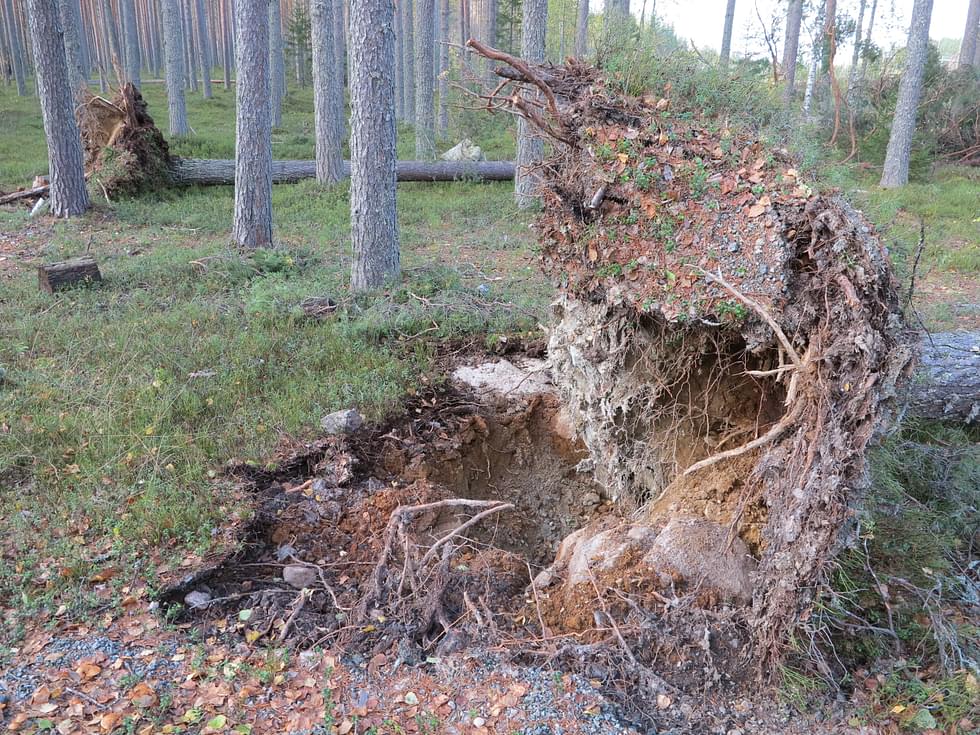 Voimakkaat tuulet katkoivat puita lokakuussa Lieksassa.