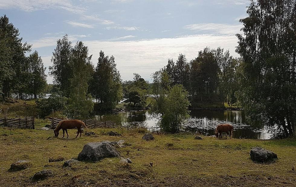 Hevosia Lakkalan laitumella.