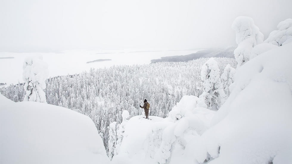 Kolin kansallispuistossa on Huippujen lumikenkäilyreitti.