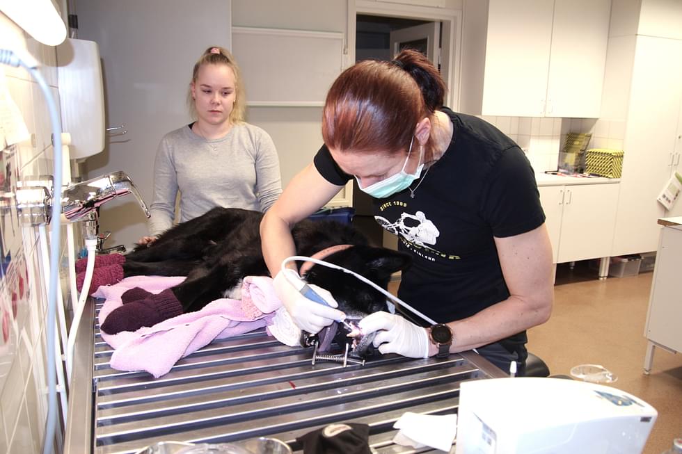 Jonna Kuronen (oik.) poisti vastaanotolla käyneeltä Japi-koiralta hammaskiveä. Eläintenhoitajaksi opiskeleva Jonna Rissanen toimi operaatiossa avustajana.