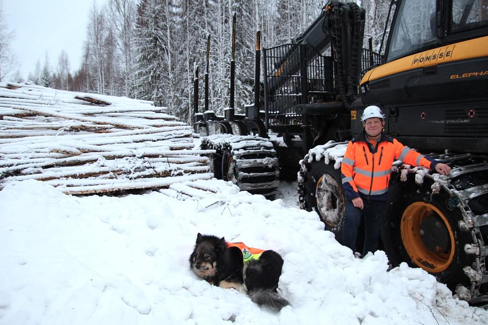 Olavi Reittu vieraili Aatu-koiransa kanssa Koiravaarantien varressa olevalla harvennustyömaalla torstaina.