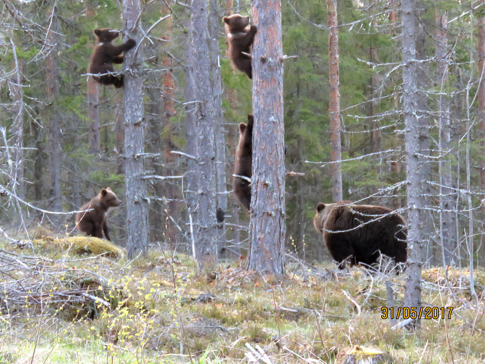 Karhukanta vahvistunut etenkin itäisessä Suomessa.