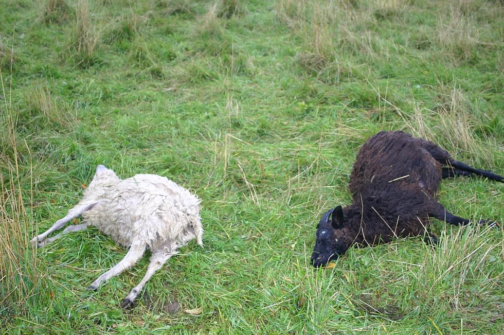 Suurpedot aiheuttavat vahinkoja esimerkiksi hyökkäämällä lampaiden kimppuun.