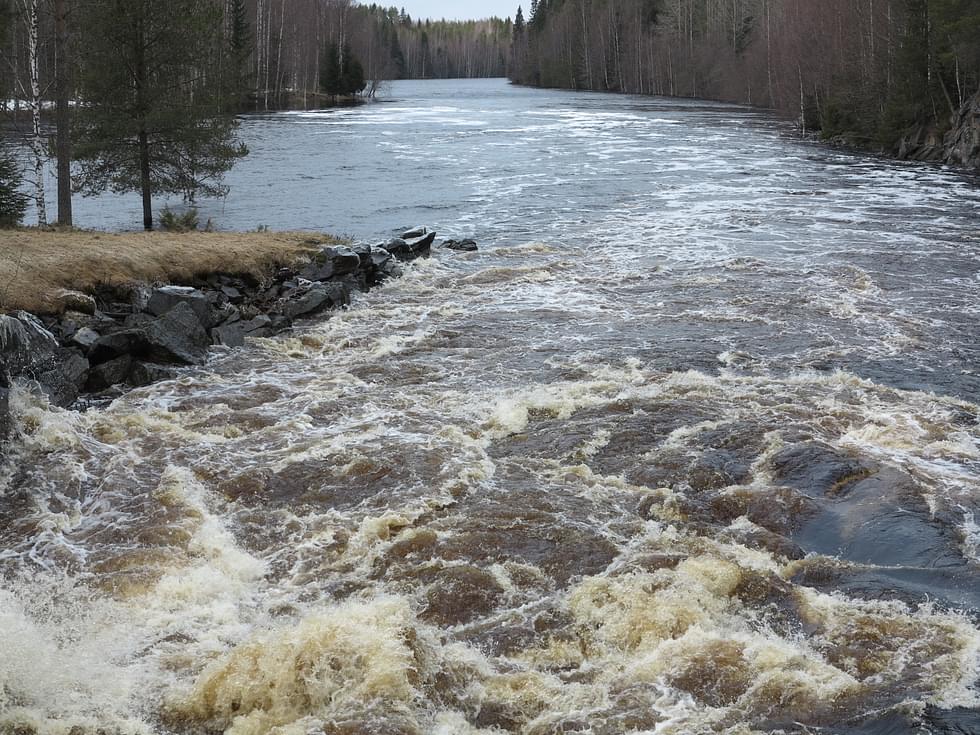 Pieliseen laskevaan Lieksanjoen vanhaan uomaan ohijuoksutetaan vettä.