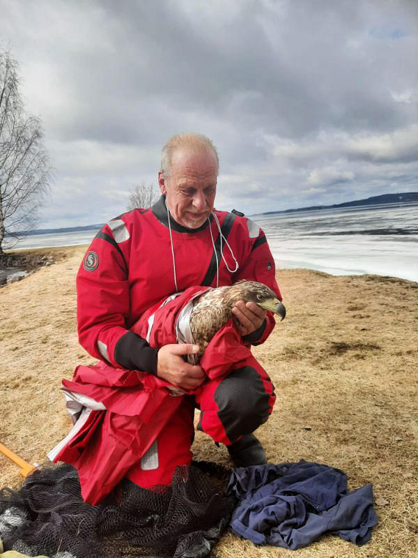 pelastusryhmänjohtaja Jouko Miettinen kääri voimattoman kotkan lämpimiin huopiin Timitran uimarannalla.