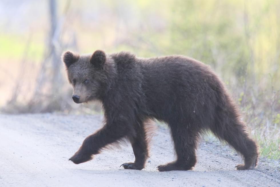 Nuori karhu meni tien yli Lieksan Sarkkilassa sunnuntaina.