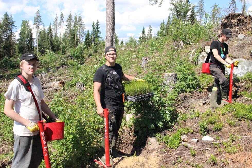 Vili Keronen (vas.), Luca Hiltunen ja Martti Saraniemi metsän istutuspuuhissa Ruunaassa.