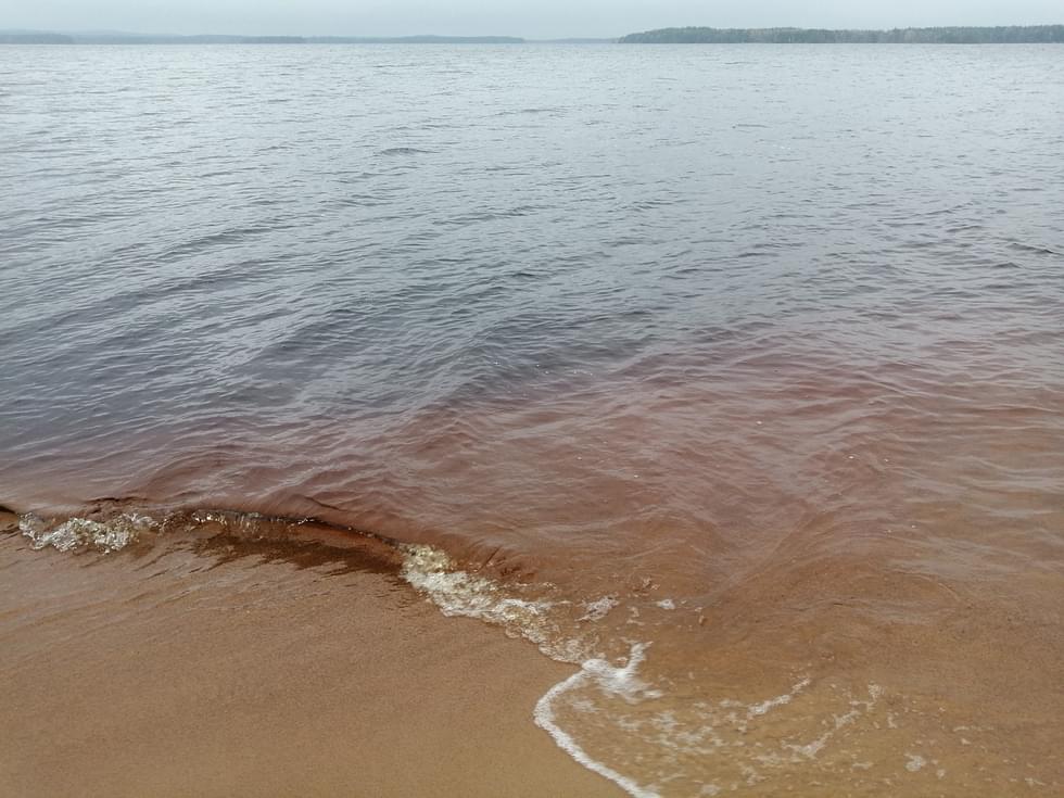 Veden laatu tulee arvioida sinilevien varalta ennen uimaan lähtemistä. Kuva Pieliseltä.