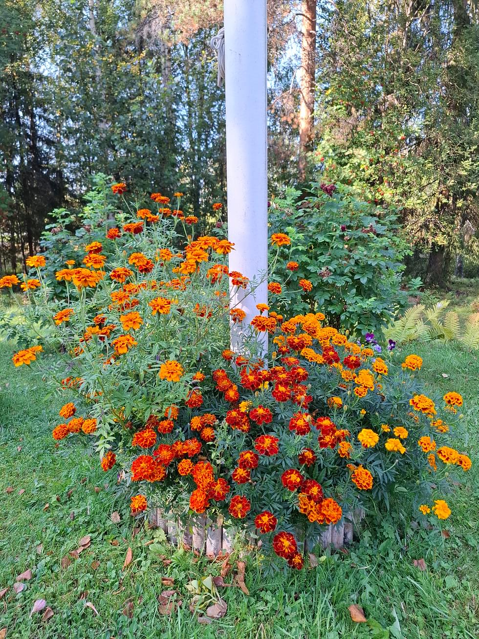 Samettikukat ovat äityneet hurjaan kasvuun Meeri Kauppisen kukkapenkissä.