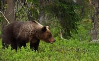 Kolme poikkeuslupaa karhujahtiin Polvijärvelle - Pohjois-Karjalaan lähes 40 prosenttia koko maan luvista