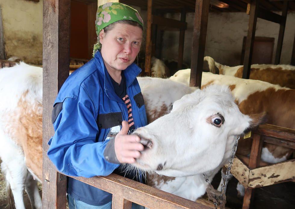 Maatalon emännälle lehmät ovat tärkeässä osassa jokapäiväistä elämää. Hertta-lehmä tunkee päänsä mielellään Riitta-Miina Piipposen kainaloon.