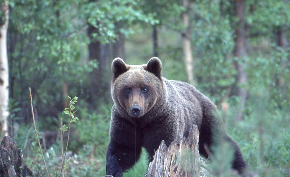Karhunmetsästys alkaa 20. elokuuta koko maassa.