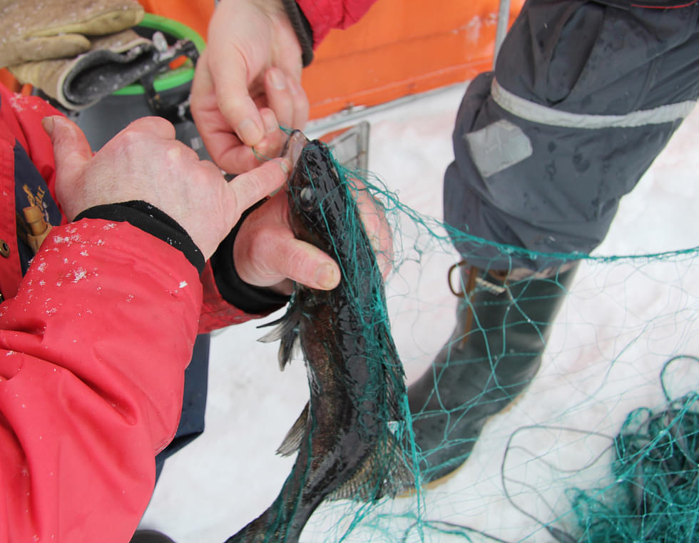 Kalastajat, ilmoittakaa kookkaat kalasaaliinne vuoden 2024 Pogostan Sanomien kalakilpailuun, joka käynnistyi vuoden ensimmäisenä päivänä
