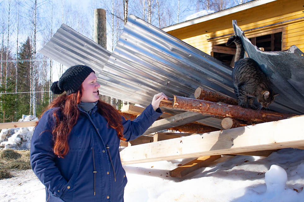 Tiltu Taimela nauttii lemmikeistään ja kotona puuhaamisesta. Perheen kissa kiipeilee lumesta romahtaneen traktorikatoksen seassa.