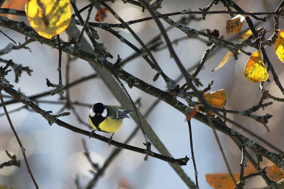 BirdLife Suomi järjestää Pihabongauksen tammikuun lopussa.